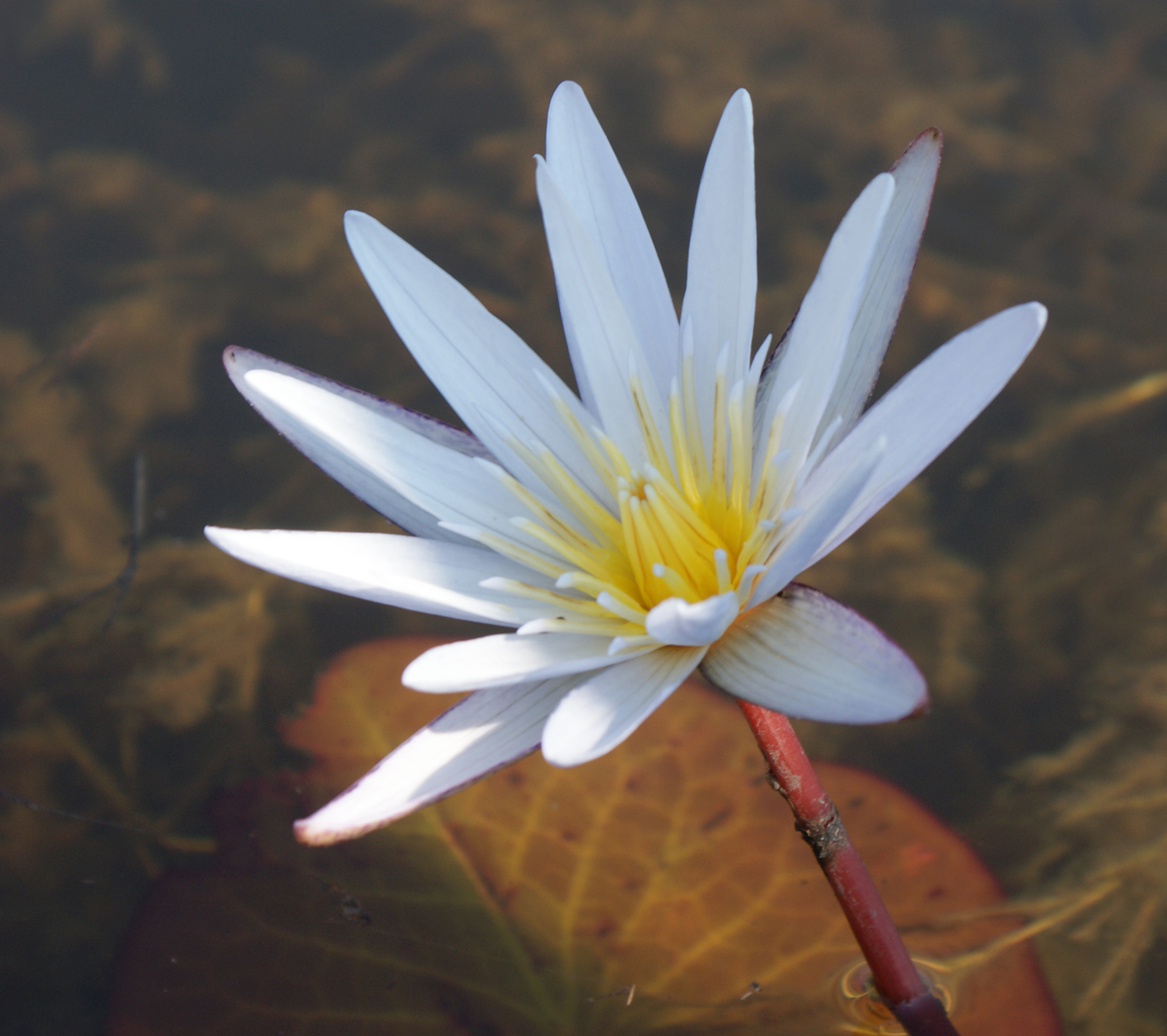 Water_lily.JPG
