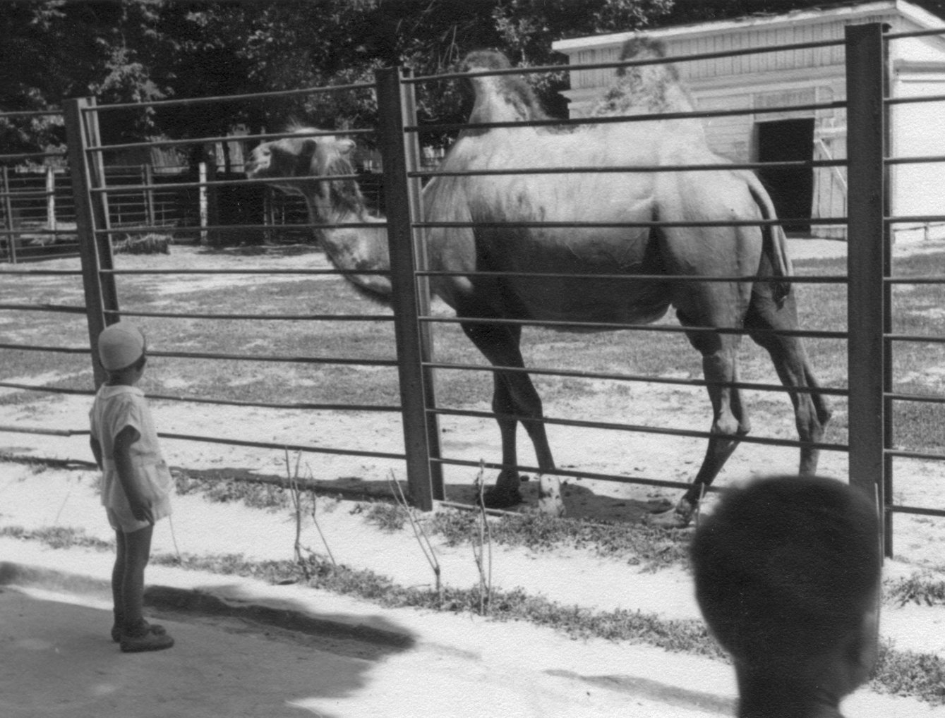 1950_06_Kiev_zoopark_4.jpg